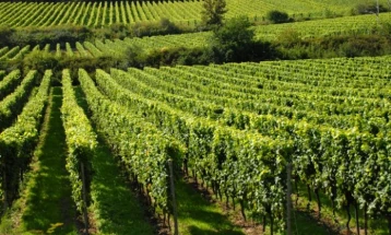 Podrška investicijama u vinogradarstvu