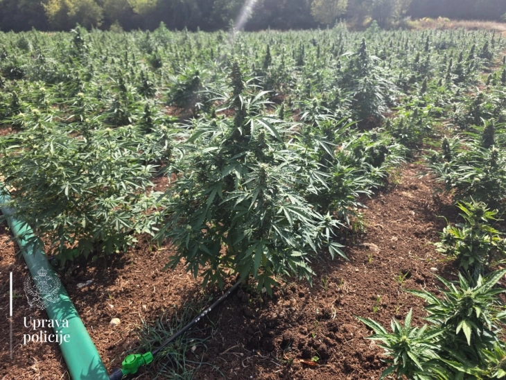Otkrivena plantaža marihuane sa više od 13 hiljada sadnica, uhapšene dvije osobe
