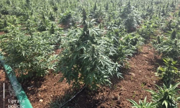 Otkrivena plantaža marihuane sa više od 13 hiljada sadnica, uhapšene dvije osobe