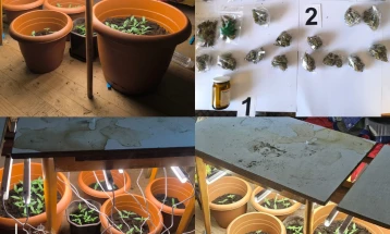 U Beranama pronađena marihuana i improvizovana laboratorija